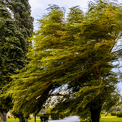 Arbre balayé par le vent